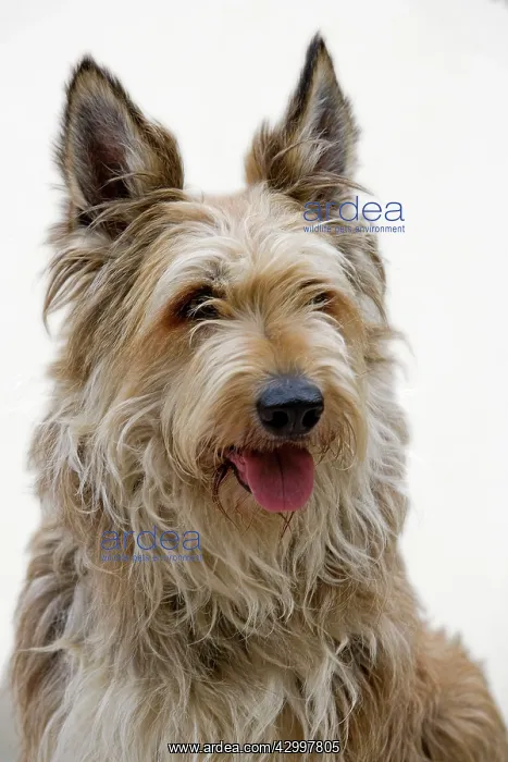 : Dog - Berger Picard / Picardy Shepherd with mouth open : Dog - Berger Picard / Picardy Shepherd with mouth open