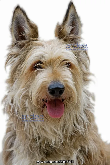 : Dog - Berger Picard / Picardy Shepherd with mouth open : Dog - Berger Picard / Picardy Shepherd with mouth open