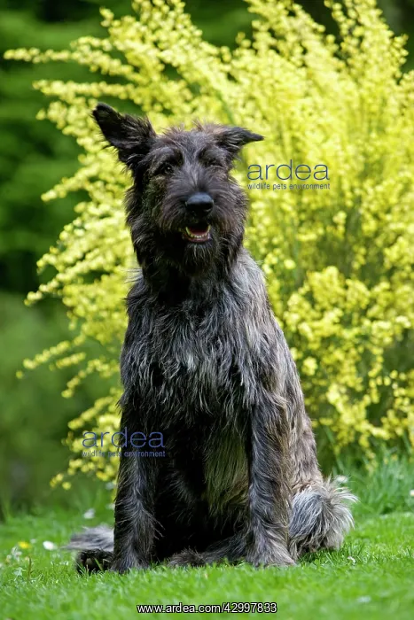 : Dog - Berger Picard / Picardy Shepherd with mouth open : Dog - Berger Picard / Picardy Shepherd with mouth open
