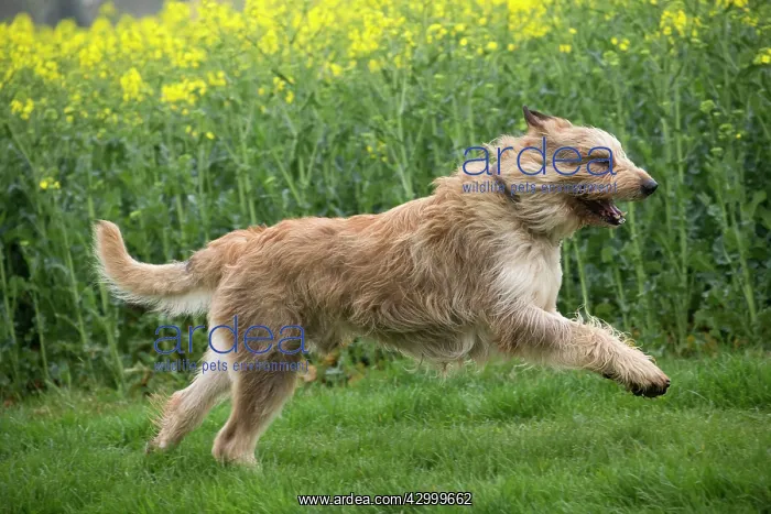 : Dog - Berger Picard / Picardy Shepherd running : Dog - Berger Picard / Picardy Shepherd running
