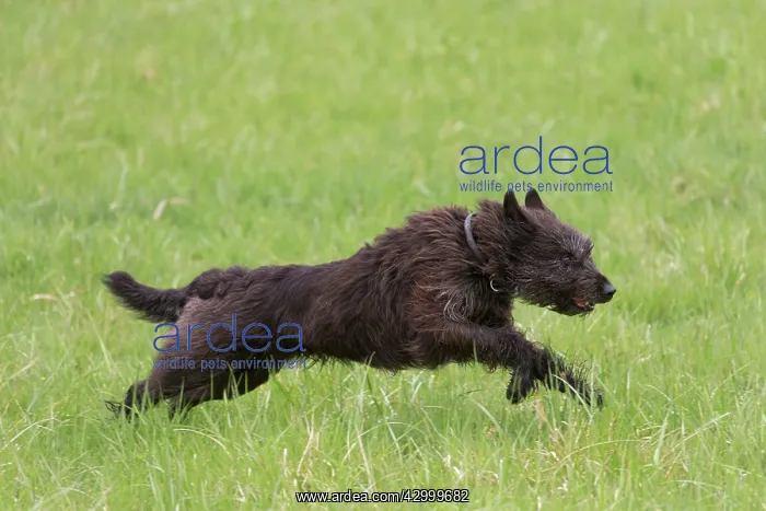 : Dog - Berger Picard / Picardy Shepherd running : Dog - Berger Picard / Picardy Shepherd running