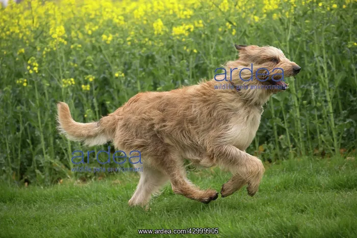 : Dog - Berger Picard / Picardy Shepherd running : Dog - Berger Picard / Picardy Shepherd running