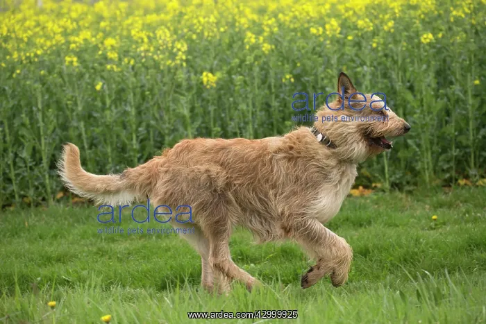 : Dog - Berger Picard / Picardy Shepherd running : Dog - Berger Picard / Picardy Shepherd running