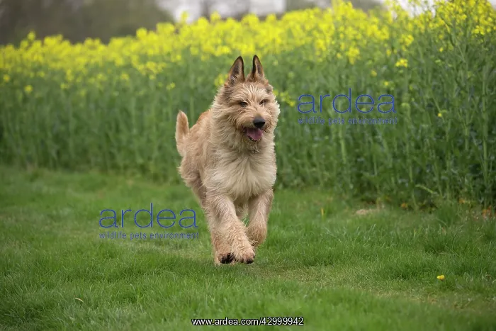 : Dog - Berger Picard / Picardy Shepherd running : Dog - Berger Picard / Picardy Shepherd running