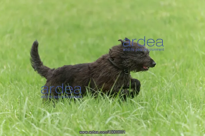 : Dog - Berger Picard / Picardy Shepherd running : Dog - Berger Picard / Picardy Shepherd running