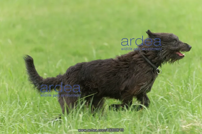 : Dog - Berger Picard / Picardy Shepherd running : Dog - Berger Picard / Picardy Shepherd running