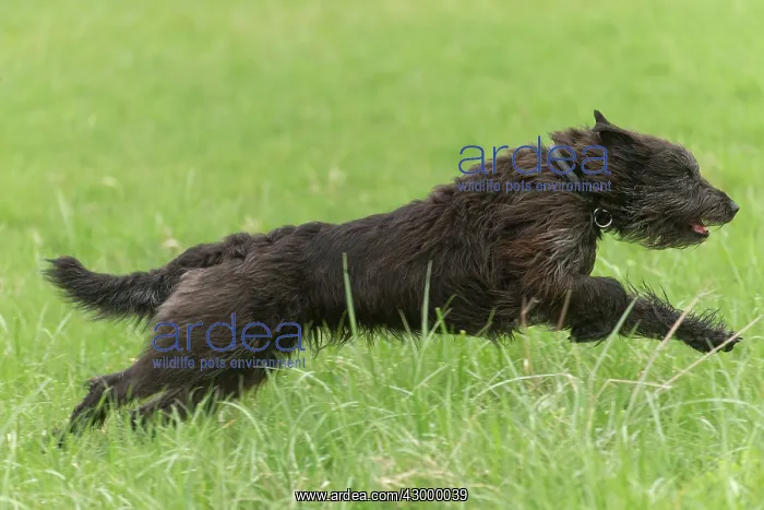 : Dog - Berger Picard / Picardy Shepherd running : Dog - Berger Picard / Picardy Shepherd running