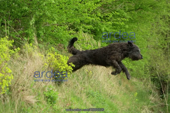 : Dog - Berger Picard / Picardy Shepherd series 1 : Dog - Berger Picard / Picardy Shepherd series 1
