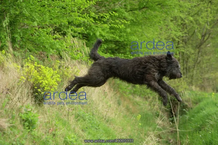  : Dog - Berger Picard  /  Picardy Shepherd series 2