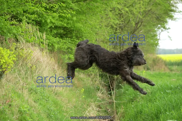  : Dog - Berger Picard  /  Picardy Shepherd series 3