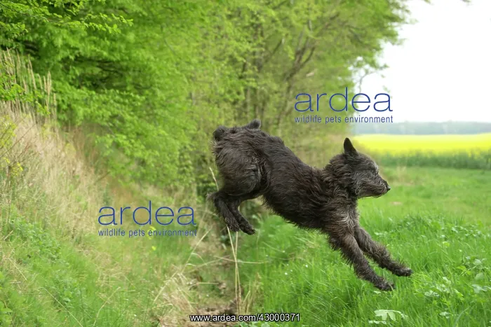 : Dog - Berger Picard / Picardy Shepherd series 4 : Dog - Berger Picard / Picardy Shepherd series 4