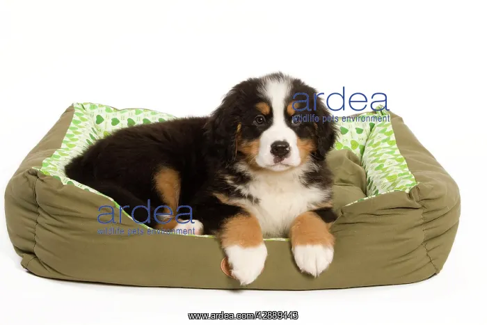 : Dog - Bermese Mountain Dog in dog bed : Dog - Bermese Mountain Dog in dog bed