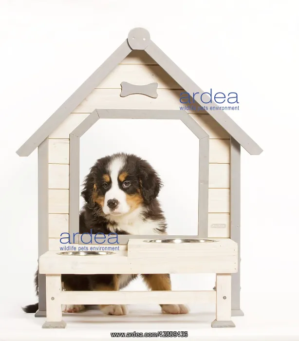 : Dog - Bermese Mountain Dog at dog feeding station in studio : Dog - Bermese Mountain Dog at dog feeding station in studio