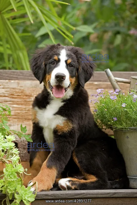  : Dog - Bermese Mountain Dog puppy