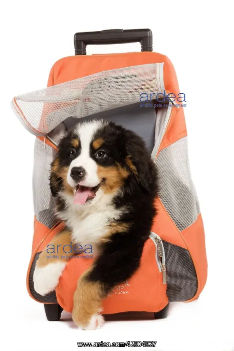 : Dog - Bermese Mountain Dog puppy in dog carrying : Dog - Bermese Mountain Dog puppy in dog carrying