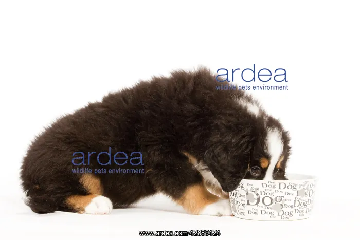 : Dog - Bermese Mountain Dog - puppy eating from dog bowl : Dog - Bermese Mountain Dog - puppy eating from dog bowl