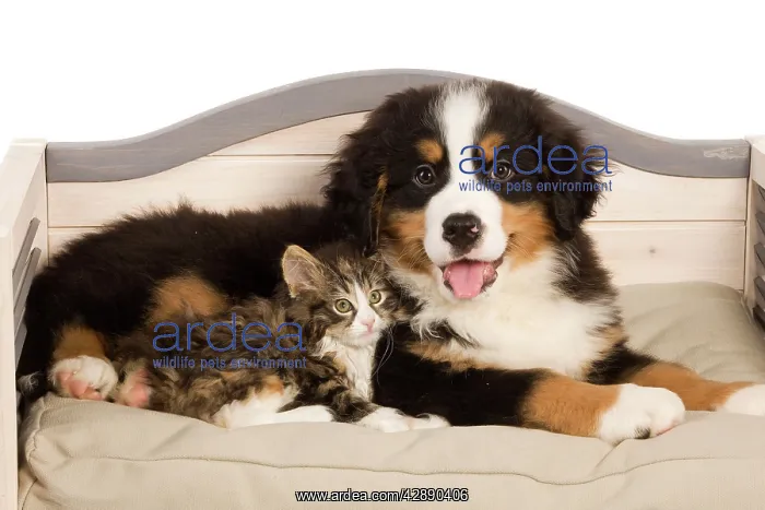 : Dog - Bermese Mountain dog puppy with kitten on dog bed : Dog - Bermese Mountain dog puppy with kitten on dog bed