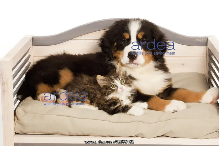 : Dog - Bermese Mountain Dog puppy with kitten on dog bed : Dog - Bermese Mountain Dog puppy with kitten on dog bed