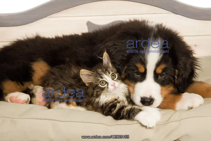 : Dog - Bermese Mountain Dog puppy with kitten on dog bed : Dog - Bermese Mountain Dog puppy with kitten on dog bed