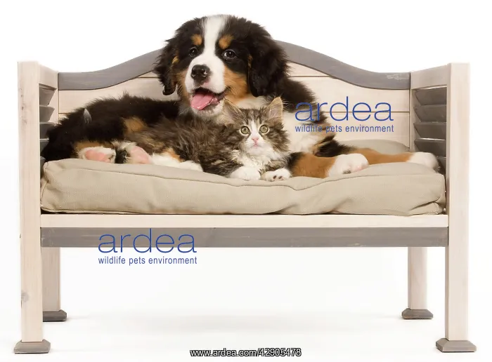 : Dog - Bermese Mountain Dog puppy with kitten on dog bed : Dog - Bermese Mountain Dog puppy with kitten on dog bed