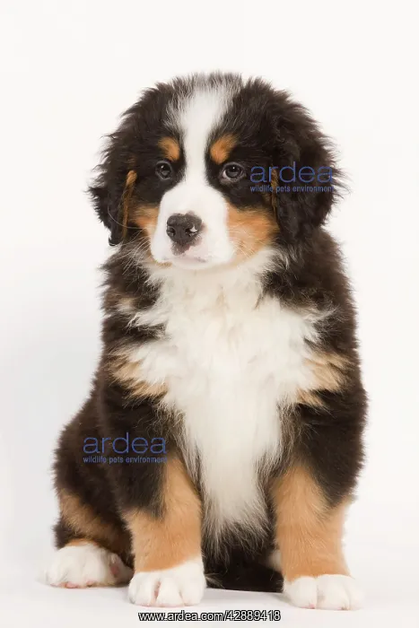 : Dog - Bermese Mountain Dog - puppy sitting in studio : Dog - Bermese Mountain Dog - puppy sitting in studio