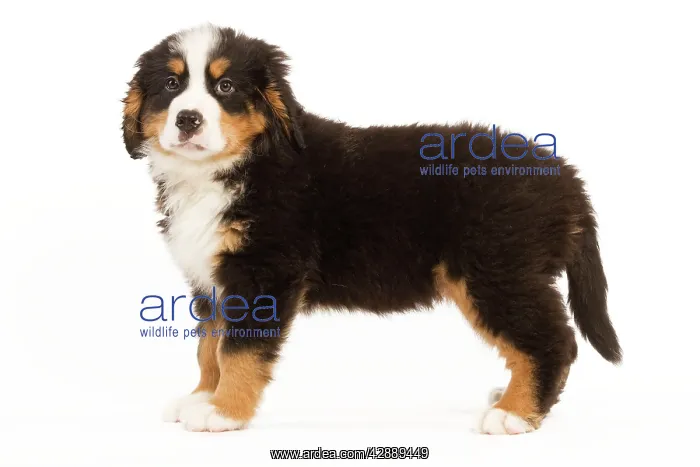: Dog - Bermese Mountain Dog - puppy in studio : Dog - Bermese Mountain Dog - puppy in studio