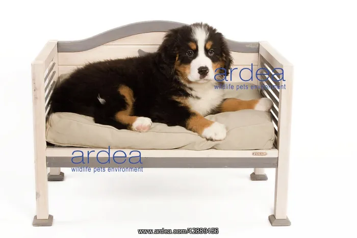 : Dog - Bermese Mountain Dog - puppy in studio on dog bed : Dog - Bermese Mountain Dog - puppy in studio on dog bed