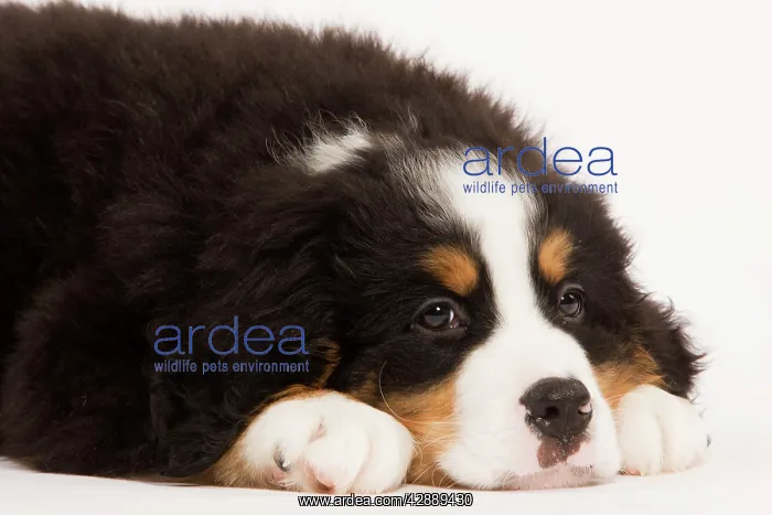 : Dog - Bermese Mountain Dog in studio : Dog - Bermese Mountain Dog in studio