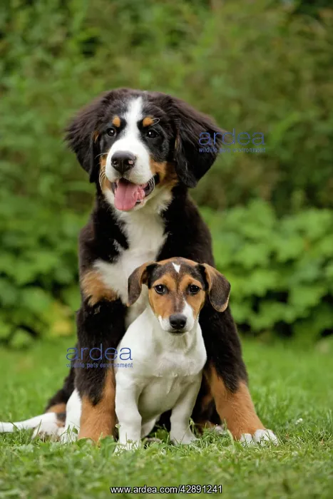  : Dog - Bermese Mountain Dog with Terrier