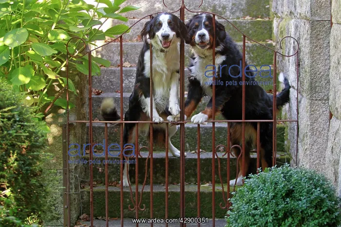  : Dog - Bernese Mountain with Bernese Mountain cross