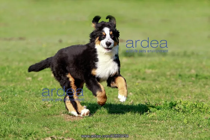  : Dog - Bernese Mountain Dog