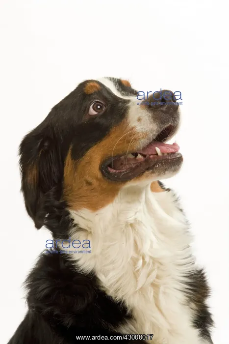 : Dog Bernese Mountain Dog : Dog Bernese Mountain Dog