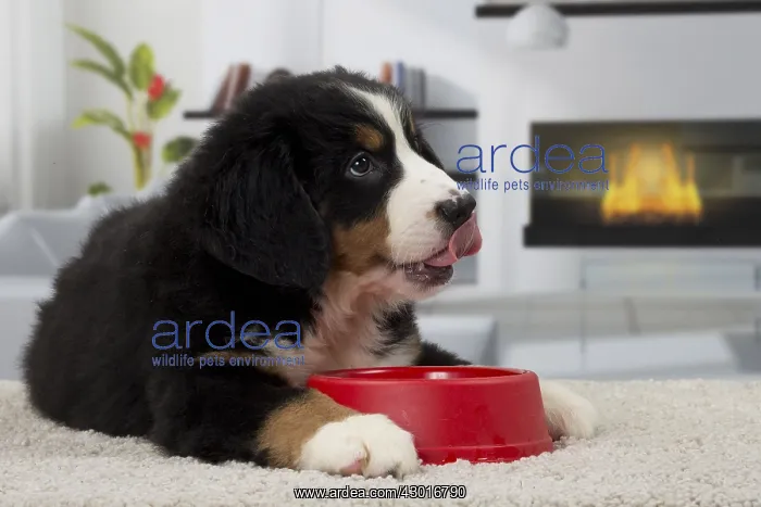  : Dog Bernese Mountain Dog