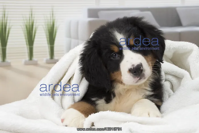  : Dog Bernese Mountain Dog