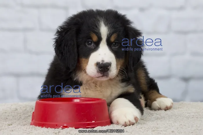  : Dog Bernese Mountain Dog