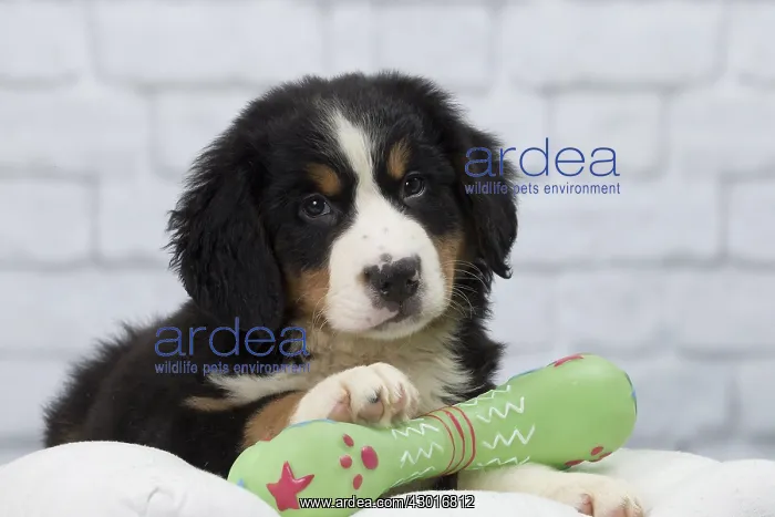  : Dog Bernese Mountain Dog