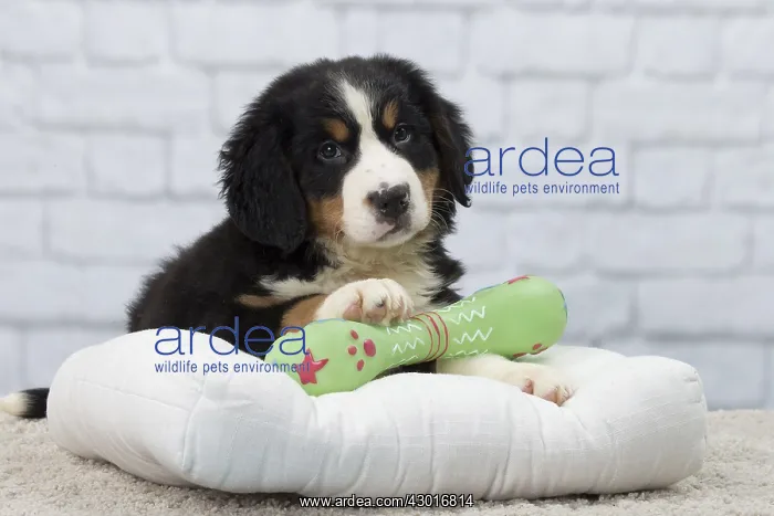 : Dog Bernese Mountain Dog
