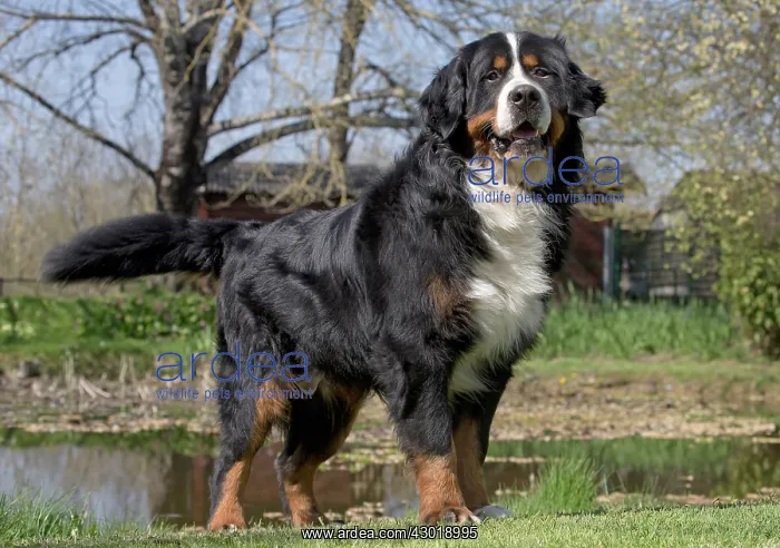  : Dog Bernese Mountain Dog