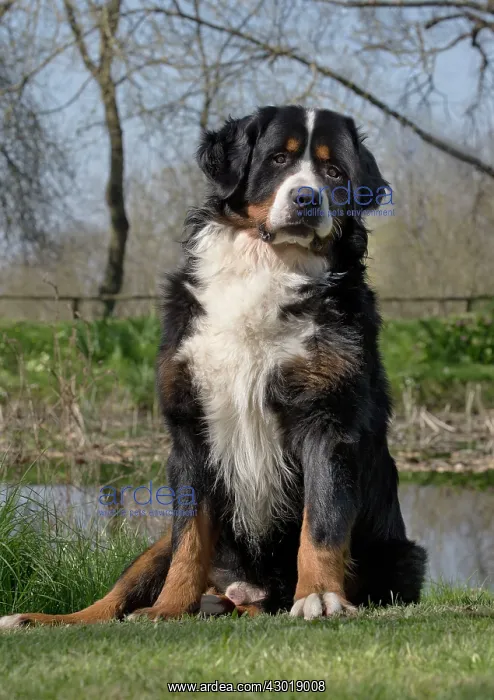  : Dog Bernese Mountain Dog