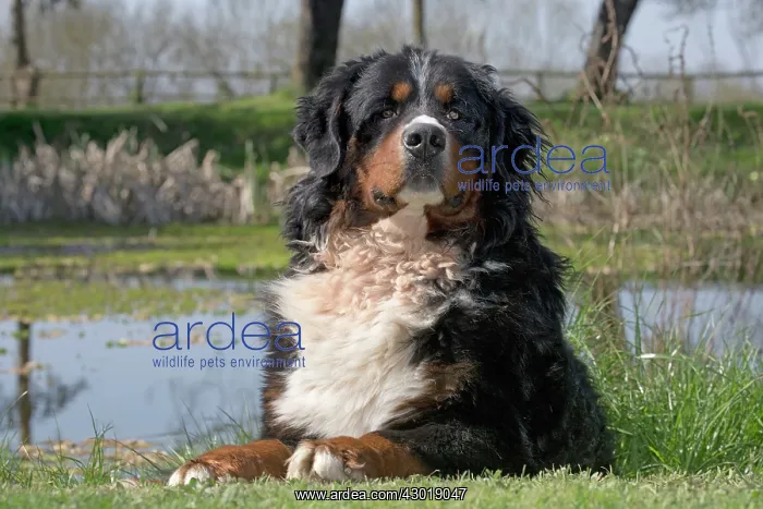  : Dog Bernese Mountain Dog