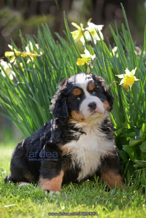  : Dog Bernese Mountain Dog