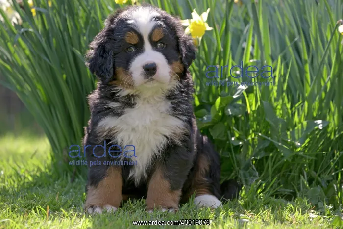  : Dog Bernese Mountain Dog