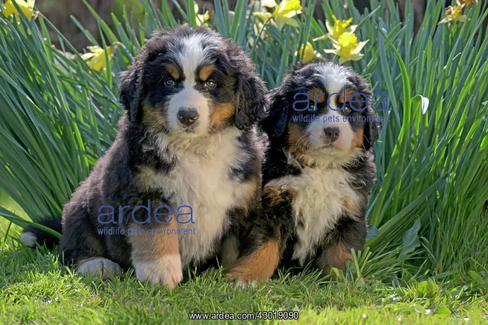  : Dog Bernese Mountain Dog