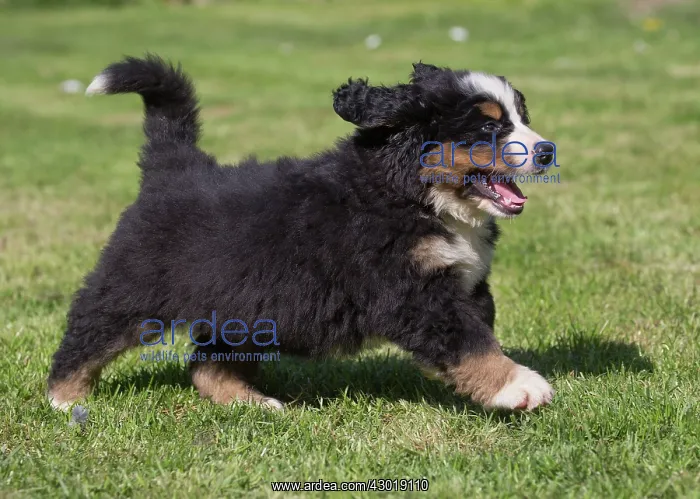  : Dog Bernese Mountain Dog
