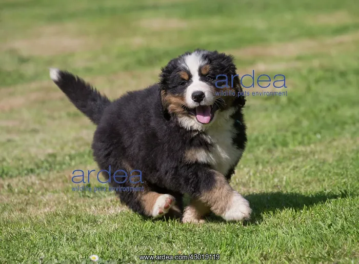  : Dog Bernese Mountain Dog