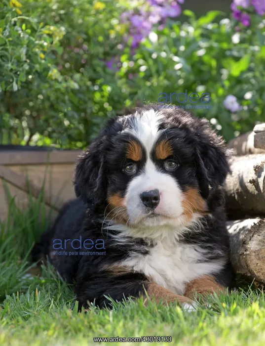  : Dog Bernese Mountain Dog