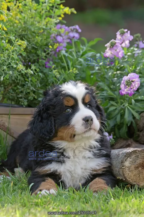  : Dog Bernese Mountain Dog
