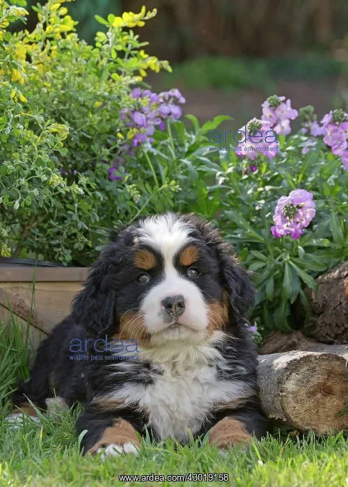 : Dog Bernese Mountain Dog