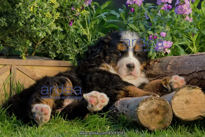  : Dog Bernese Mountain Dog