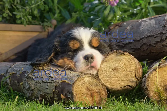  : Dog Bernese Mountain Dog